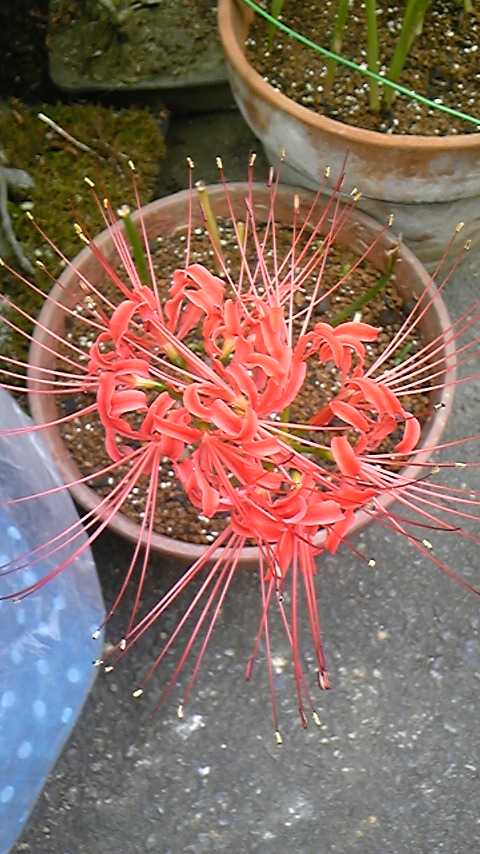 f0161333_936862.jpg