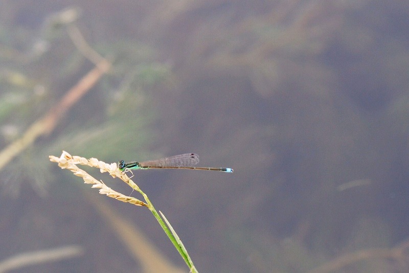 e0052135_16445234.jpg