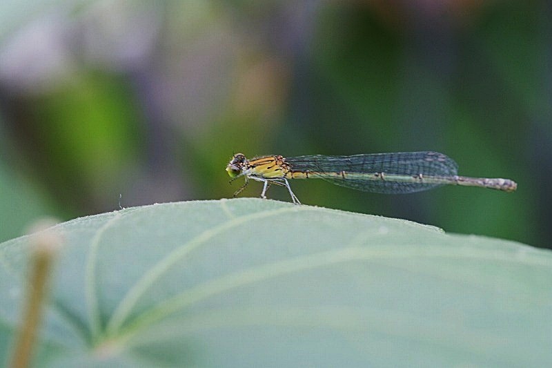 e0052135_1644959.jpg