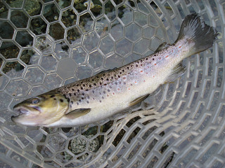 f0065341_2310491.jpg