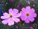 e0002466_23223832.jpg
