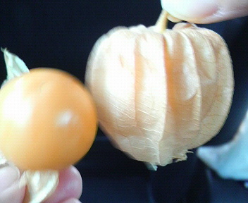 b0129280_2203929.jpg