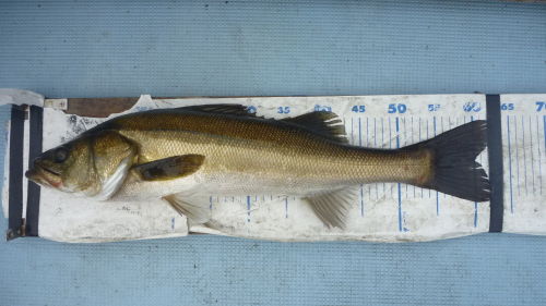 f0140384_20221325.jpg