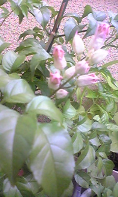 a0026089_103440.jpg