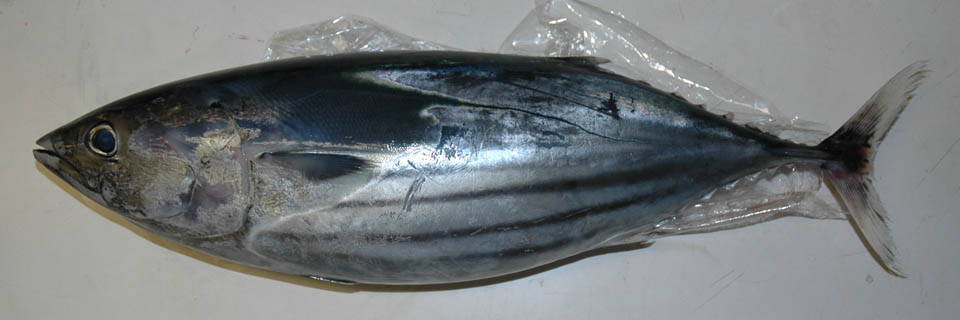 c0170789_1951590.jpg