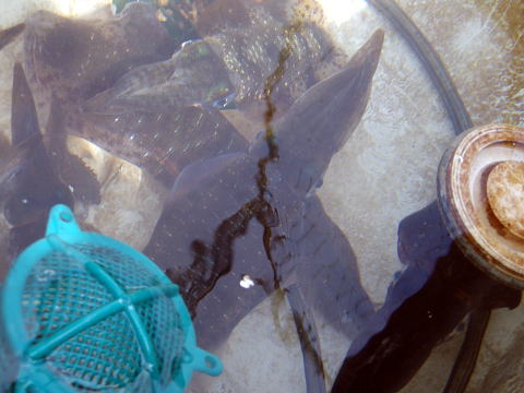 f0141392_21351772.jpg