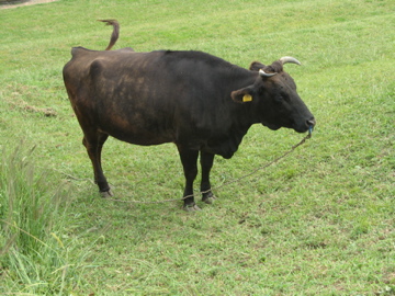 a0117599_23321556.jpg
