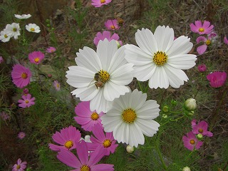 c0125501_6355745.jpg