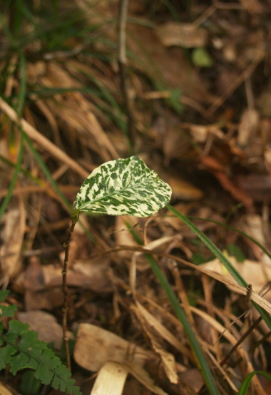 e0089001_22523164.jpg