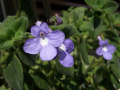 b0061107_881542.jpg