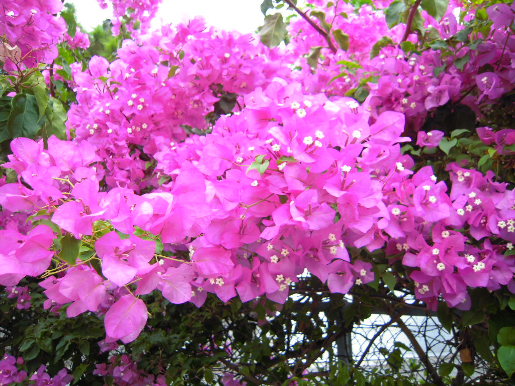 c0132608_2012598.jpg