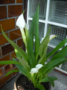 c0145209_230162.jpg
