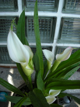 c0145209_236528.jpg