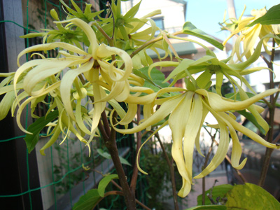 a0019212_21421327.jpg