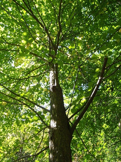 c0204924_13103931.jpg