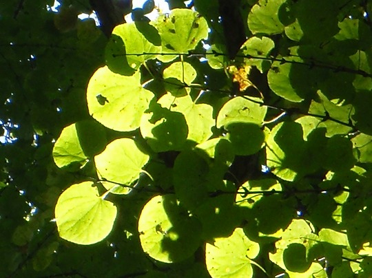 c0204924_13131260.jpg