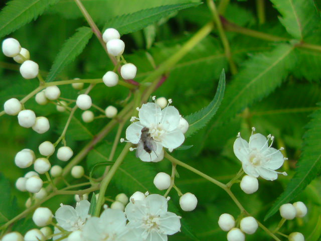 e0016828_10334131.jpg