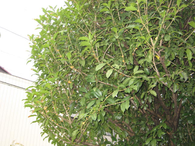 e0166032_20144411.jpg