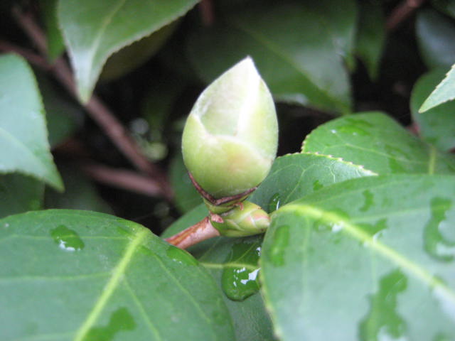 e0166032_20155716.jpg