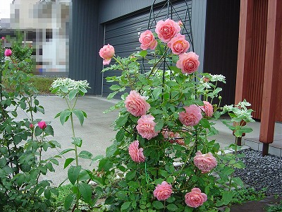 f0205733_18301685.jpg