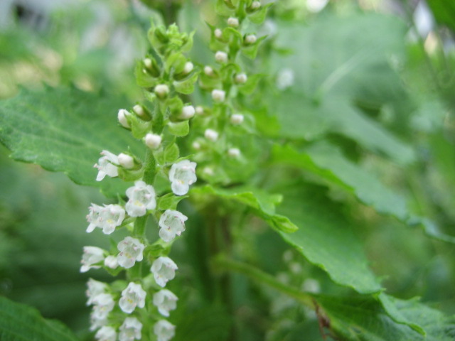 b0166435_21423524.jpg