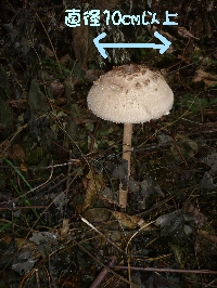 f0203369_2150218.jpg