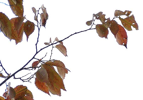 f0198771_0521779.jpg
