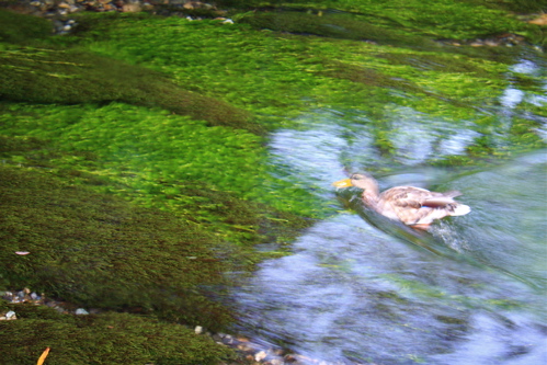 c0151875_21254542.jpg