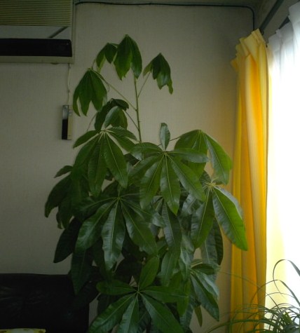 c0204188_12404947.jpg