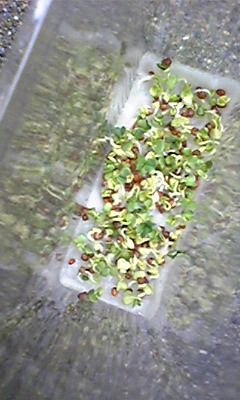 a0026089_1255591.jpg