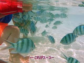 c0053700_1563979.jpg
