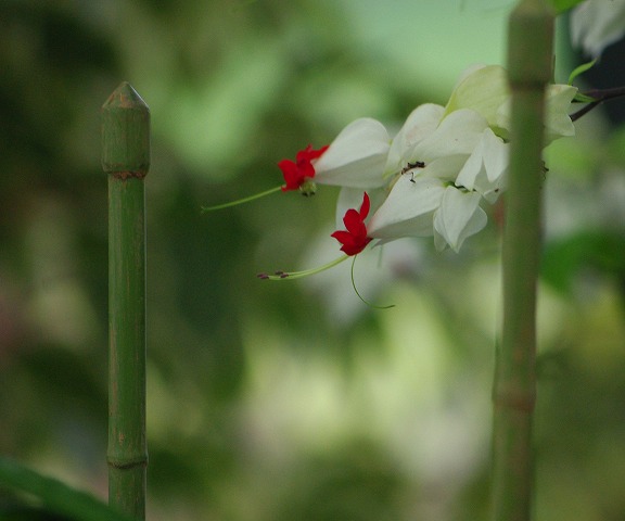 d0147812_1315791.jpg