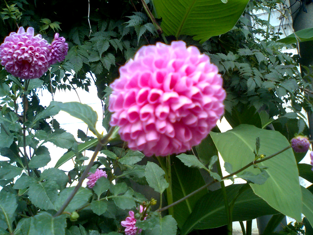 a0101715_8593228.jpg