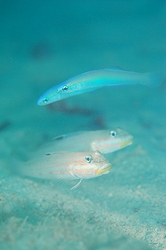 b0155916_2203466.jpg