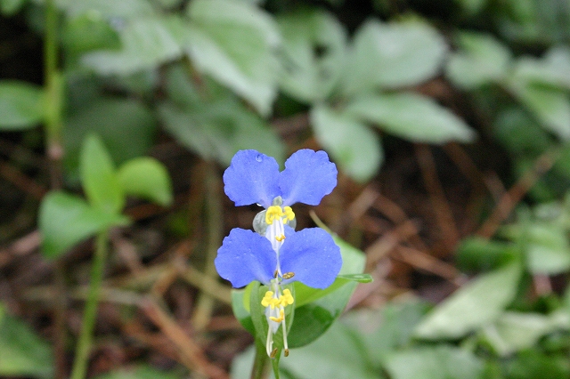 b0182422_2338047.jpg