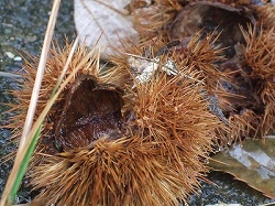 c0097558_1659494.jpg