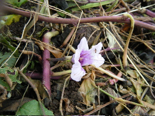 b0079965_6245860.jpg