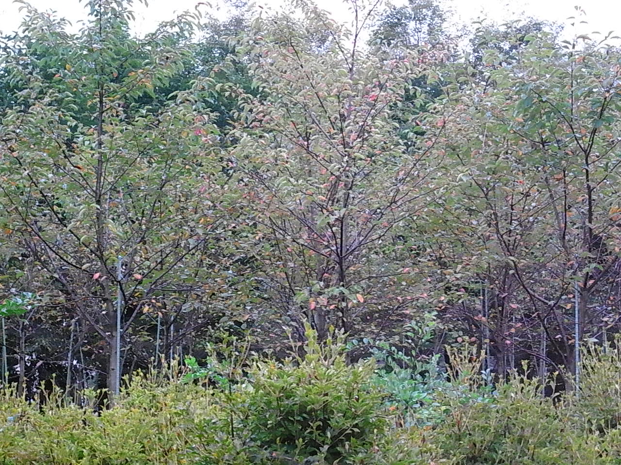 d0117565_22502172.jpg