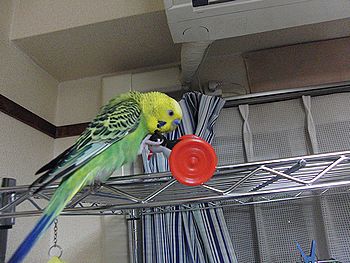 f0196665_23501096.jpg