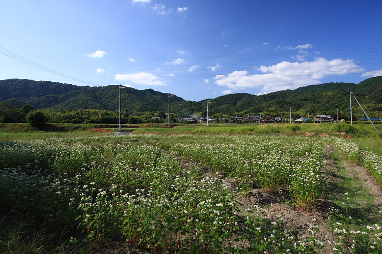 e0051888_4113662.jpg