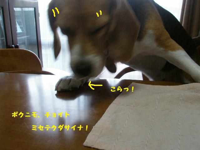 c0205806_1136568.jpg