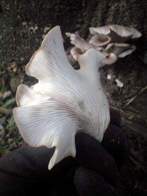 f0135908_6272136.jpg