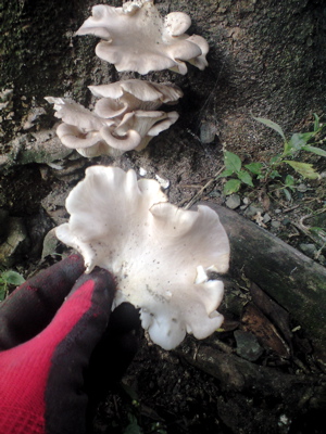 f0135908_627584.jpg