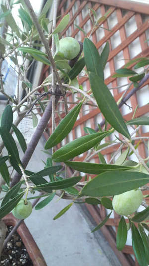 c0175114_1631598.jpg
