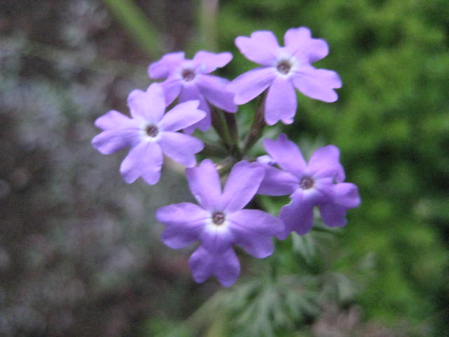 e0166032_20415989.jpg