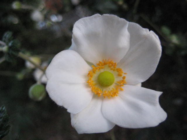 e0166032_20433580.jpg