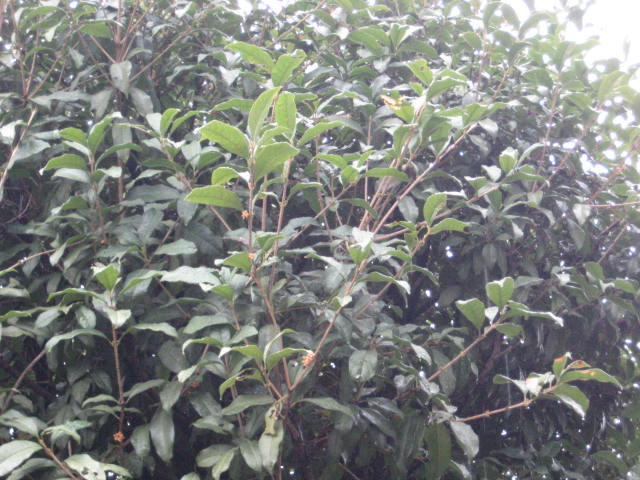 e0166032_2132380.jpg