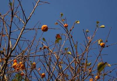 e0019550_2051023.jpg