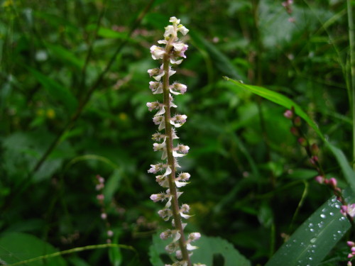 c0179351_1847715.jpg