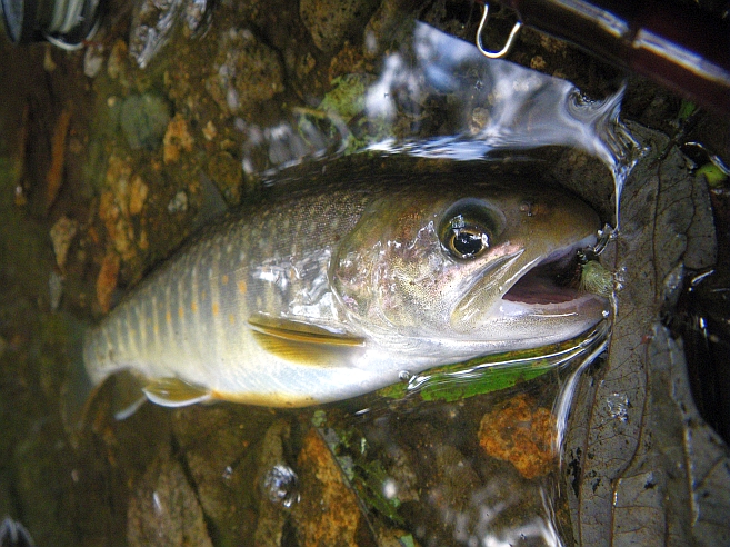 c0060452_2095250.jpg